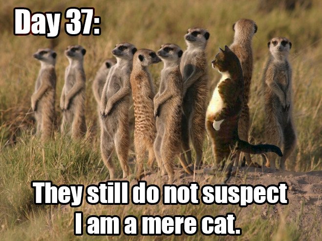 A mere cat among a group of meerekats
